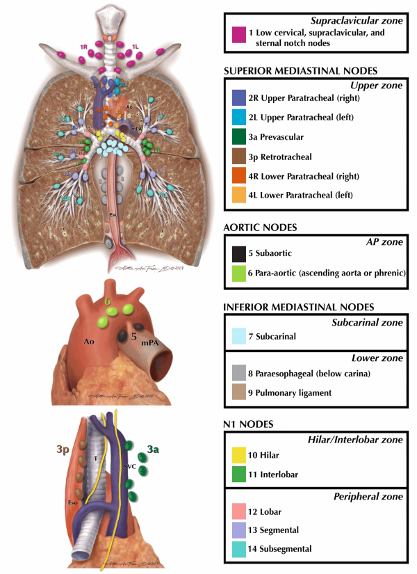 Anatomie descriptive des ganglions médiastinaux