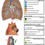 neos_anatomie_adp-mediastinales.png